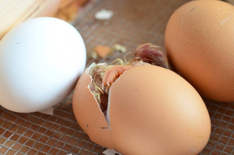 蒸鸡蛋会得禽流感吗禽流感的症状和表现